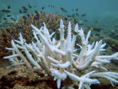 Bleached coral along the Keppel Islands on Australia's Great Barrier Reef.