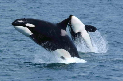 Killer whales, one of thousands of "data deficient" species.