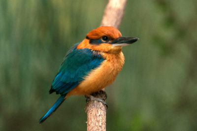 A Guam kingfisher. Extinct in the wild, the species is being introduced to an island near Guam.