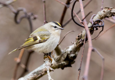 A golden-crowned kinglet, one of the smallest species examined in a new study.