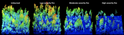 Laser imaging shows how fires reshape forests. Warmer colors indicate taller vegetation.