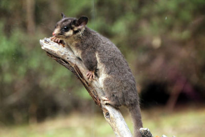 The Leadbeater’s possum, one of thousands of species threatened by changing fire regimes.