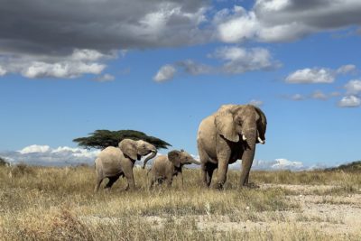 A mother elephant with her calves in northern Kenya.