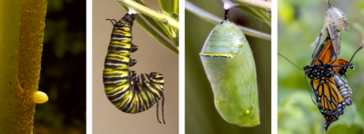 The life stages of a monarch (left to right), from egg to caterpillar to chrysalis to butterfly.