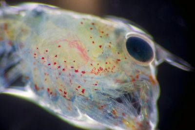 Microplastic fibers can be seen inside a larval lobster.