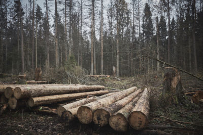 Logged trees in Poland's Białowieża forest in November 2017.