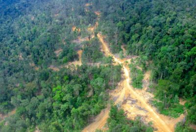 A road in Borneo divides a logged forest, on the left, and an unlogged forest, on the right.