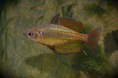 A rainbowfish found in northeastern Australia.