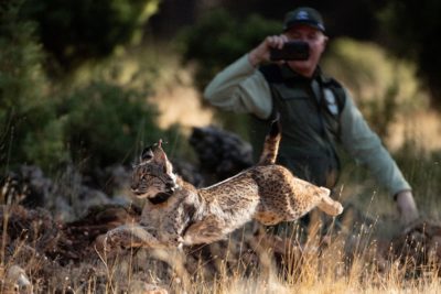 An Iberian lynx being released into the Sierra de Arana range in southern Spain as part of an effort to connect disparate groups of lynx. Genetic analysis shows the historical population of lynx had been fragmented. 
