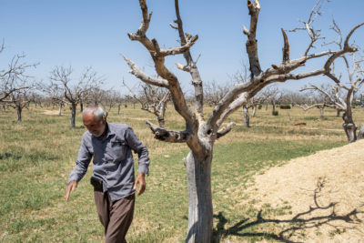 Ahmet Yilmazsoy says his 450 pistachio trees died after water flowed to his town from Turkey's Atatürk Dam reservoir in 2017. Farmers are using water diverted from the Euphrates for irrigation, but a rising water table is hurting some dry-loving crops.