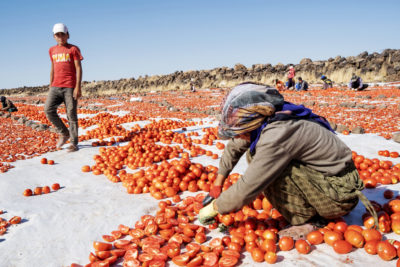 Farmers dry tomatoes in Sibelek, near the Euphrates River, Turkey.