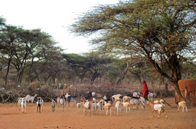 A Maasai man herds livestock on Il Ngwesi land.