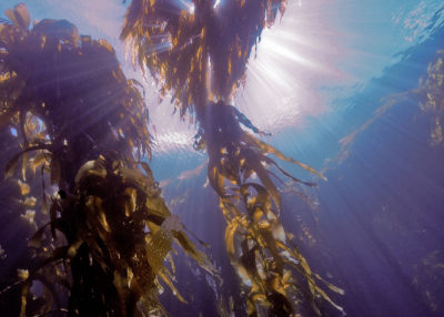 The progression of the destruction of a kelp forest in Tasmania by urchins, from left to right. The Australian island state has lost more than 95 percent its kelp forests in recent decades.