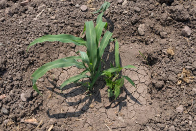 The mucus-producing maize can grow nearly 20 feet high in nutrient-poor soil, without the use of additional fertilizer.