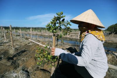 Mangrove planting project in Vietnam.