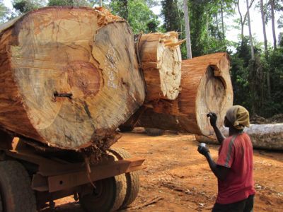 Timber is marked for transit to a milling facility in Ghana.