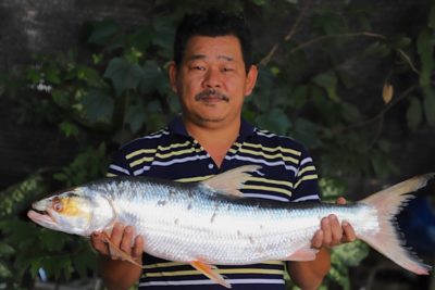 A giant salmon carp found in 2022.