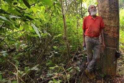 Rubber tapper Raimundo Mendes de Barros leans on rubber tree in the Chico Mendes Extractive Reserve, Acre, Brazil.