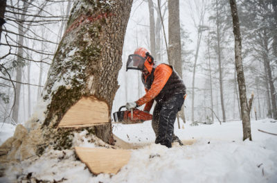 A member of a Menominee logging crew cuts a mature tree in February.