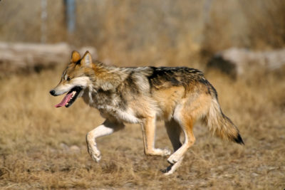Mexican gray wolves have been reintroduced to Arizona and New Mexico over the last two decades. 