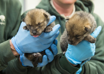 Two Mexican wolf pups, part of a wolf reintroduction program in the Southwest. 