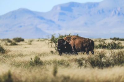 A bison at El Uno ranch in Chihuahua, Mexico.