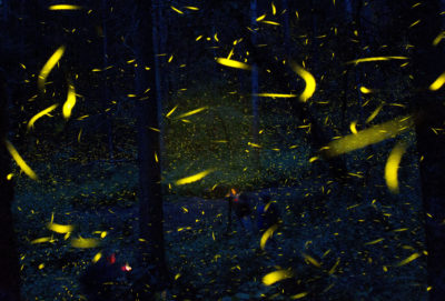 Fireflies in Nanacamilpa, Mexico.