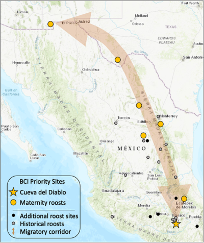 The migratory range of the Mexican long-nosed bat from central Mexico to the U.S. Southwest.