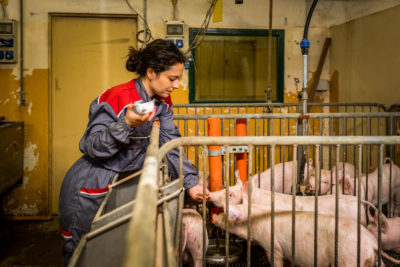 Simona Belperio, of the University of Bologna, feeds black soldier larvae to piglets. For the experiment, the piglets will also eat meal made from flies, crickets, and mealworms.