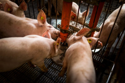 Piglets feed on fly larvae as part of an experiment at the University of Bologna to see how the animals cope with a diet in which insects replace soy-based feed. In addition to providing nourishment, the living, squirming larvae are a source of stimulation.
