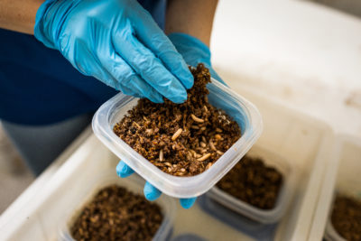 At BEF Biosystems, black soldier fly larvae munch on rotting fruits, vegetables, and other waste from nearby farms and supermarkets.