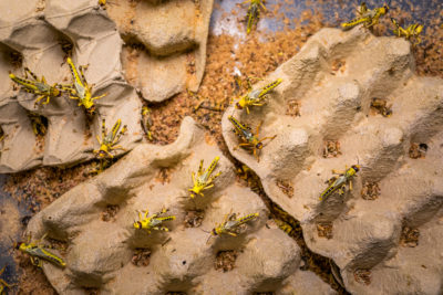 Desert locusts grown at Italian Cricket Farm that will be ground up and refined into animal feed.