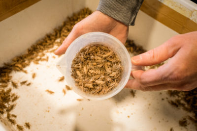 Italian Cricket Farm, in Scalenghe, is turning house crickets like these into a flour for human consumption.