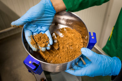 A sample of cricket flour produced by Italian Cricket Farm, the largest insect farm in Italy. The flour is around two-thirds protein. A steak, by comparison, is about one-third protein.