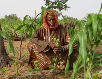 A farmer in Niger tends to a tree sprout growing among his millet crop.