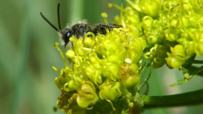 Utah is home to 1,100 wild bee species, including mining bees, seen here.