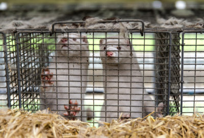 Minks at a farm in Bording, Denmark. In November 2020, the Danish government ordered that millions of mink be culled after the coronavirus spread to minks, mutated, and then spread back to humans.