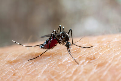 Aedes aegypti punctures human skin, drawing blood.