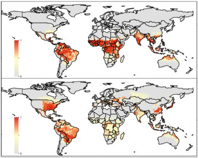 These maps show the predicted global ranges of Aedes aegypti (above) and Aedes albopictus (below) in 2050 assuming a 'medium' climate scenario in which greenhouse gas emissions peak in 2080 and then begin to decline. The darker areas have the highest predicted prevalence of mosquitos.
