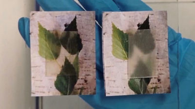 A new transparent wood becomes cloudier (right) upon the release of stored heat.