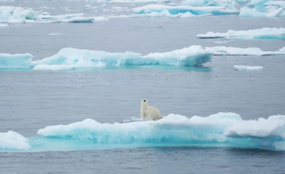 A polar bear in the Barrow Strait. As summer sea ice disappears in the High Arctic, polar bears are losing crucial platforms on which to hunt and rest.
