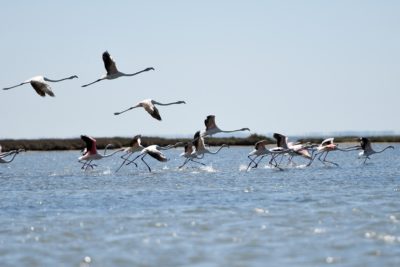 Flamingos at Nartë Lagoon. 