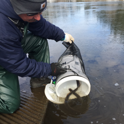 Left: A Pacific lamprey collected from the Columbia River at a Nez Perce facility in Idaho. Right: Nez Perce biologist Tod Sween releases lampreys into the Columbia River.