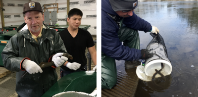 Left: Douglas Nemeth of the U.S. Fish and Wildlife Service holds a Pacific lamprey at a Nez Perce facility in Idaho. Right: Nez Perce biologist Tod Sween releases lampreys into a Columbia River tributary.