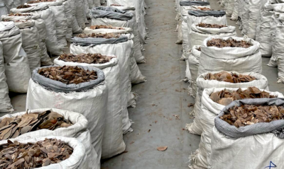 Bags of pangolin scales recovered in Nigeria.