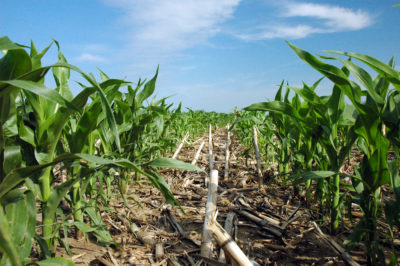 Corn planted in no-till corn residue near Minden, Iowa.
