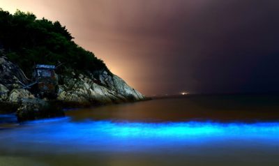 Bioluminescent dinoflagellates light up Dapeng Bay in Shenzen, China. 