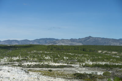 Pine trees were planted as part of a reforestation program in Oaxaca, Mexico.