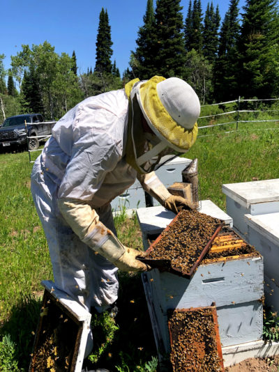 Beekeeper Dennis Cox checks his hives in Strawberry Valley, Utah in July.