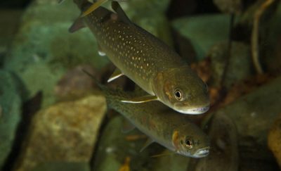 The U.S. Park Service has assisted the colonization of bull trout into lake and stream systems in Glacier National Park.